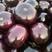 河北邯郸紫光圆茄，一手货源，产地直供，现货先发，欢迎咨询