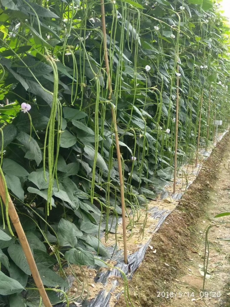 翠绿118豇豆种子嫩绿条小叶长豆角种子高产双荚率早熟