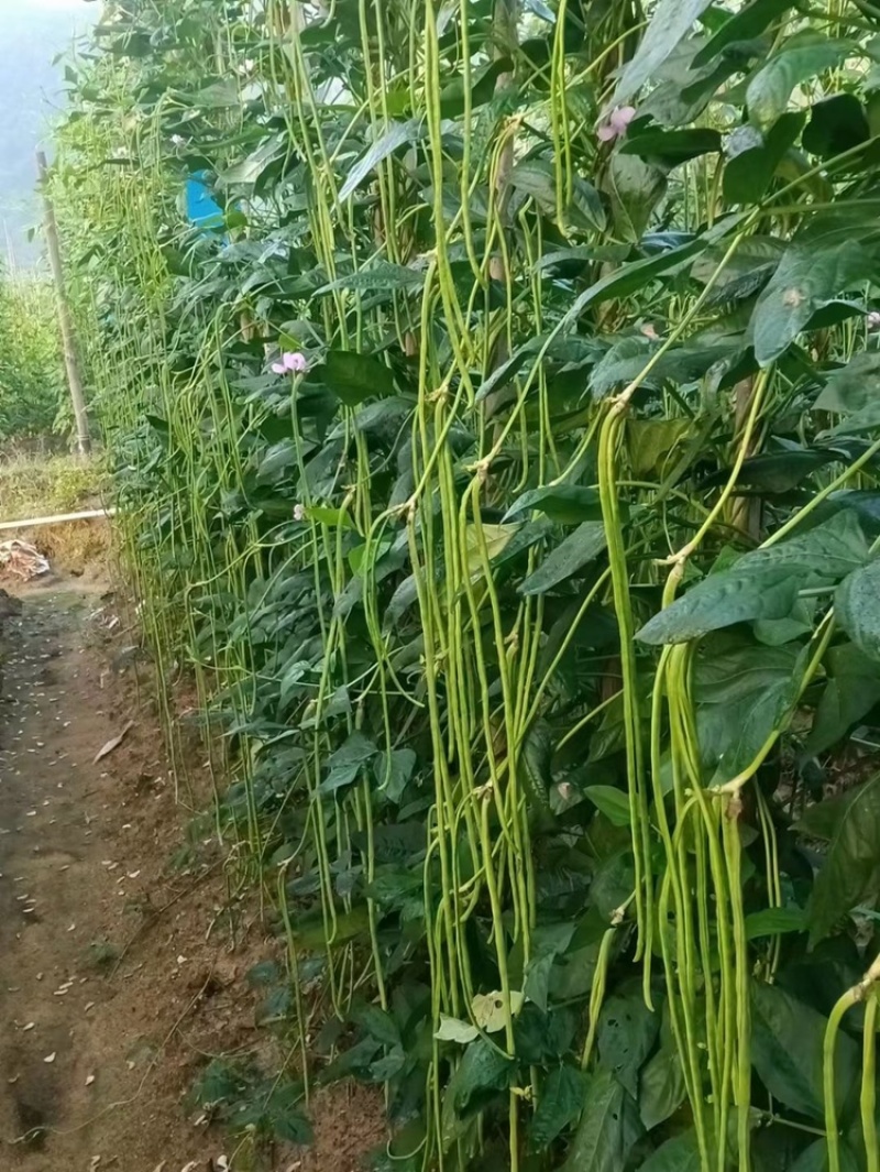 翠绿118豇豆种子嫩绿条小叶长豆角种子高产双荚率早熟
