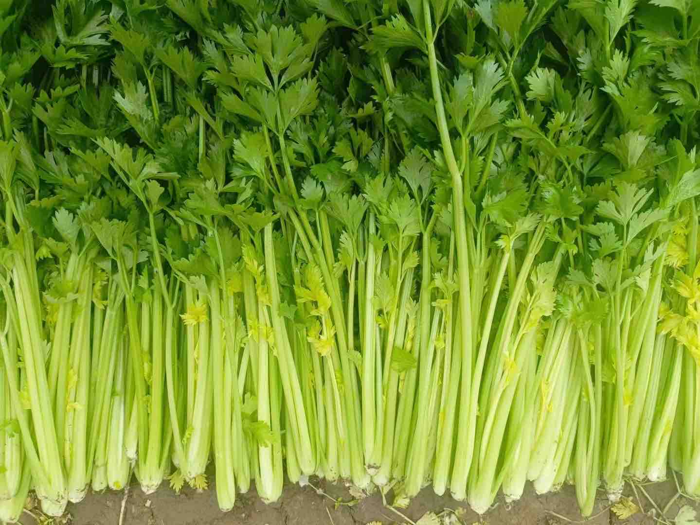 西芹实物图