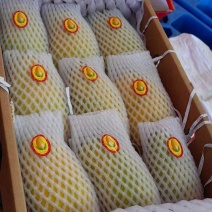 海南芒果，金煌芒，贵妃芒，台农芒线上线下可对接