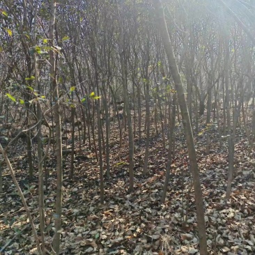 榉树规格齐全量大从优质量保证一手货源欢迎咨询
