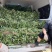 【西瓜红红薯苗】西瓜红基地直供现挖现发商超品质