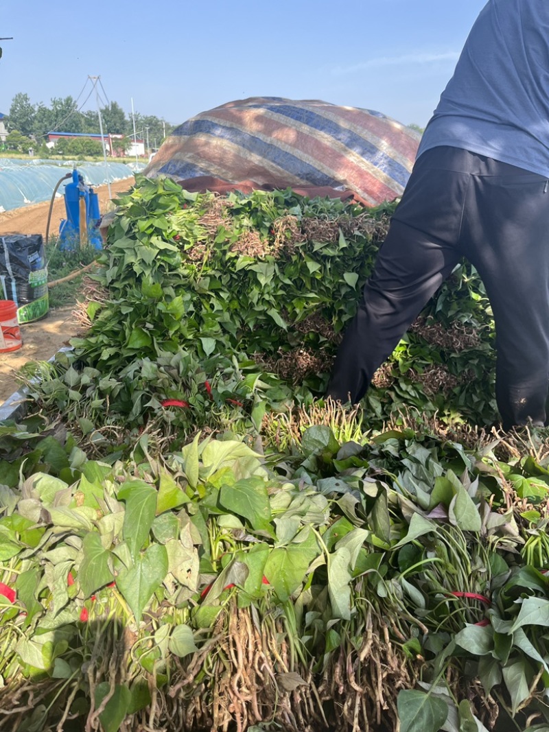 【西瓜红红薯苗】西瓜红基地直供现挖现发商超品质