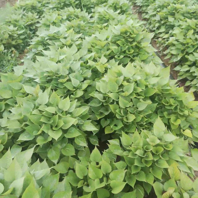 河南济薯26基地直供成活率高可提供技术指导欢迎咨询