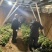 河南济薯26基地直供成活率高可提供技术指导欢迎咨询