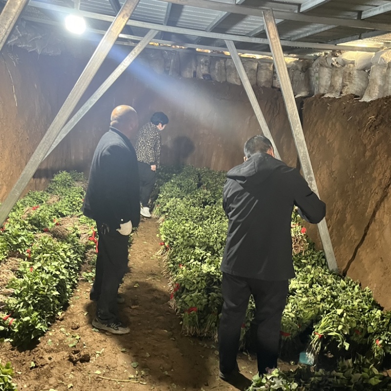 河南济薯26基地直供成活率高可提供技术指导欢迎咨询