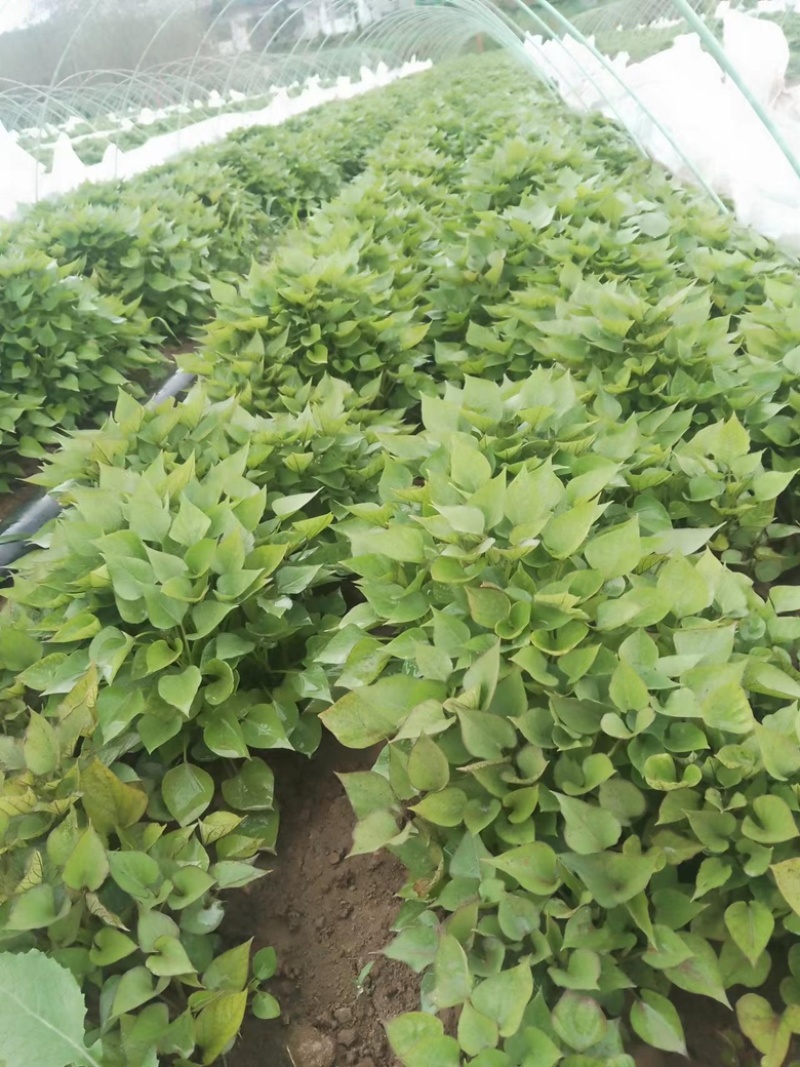 河南济薯26基地直供成活率高可提供技术指导欢迎咨询