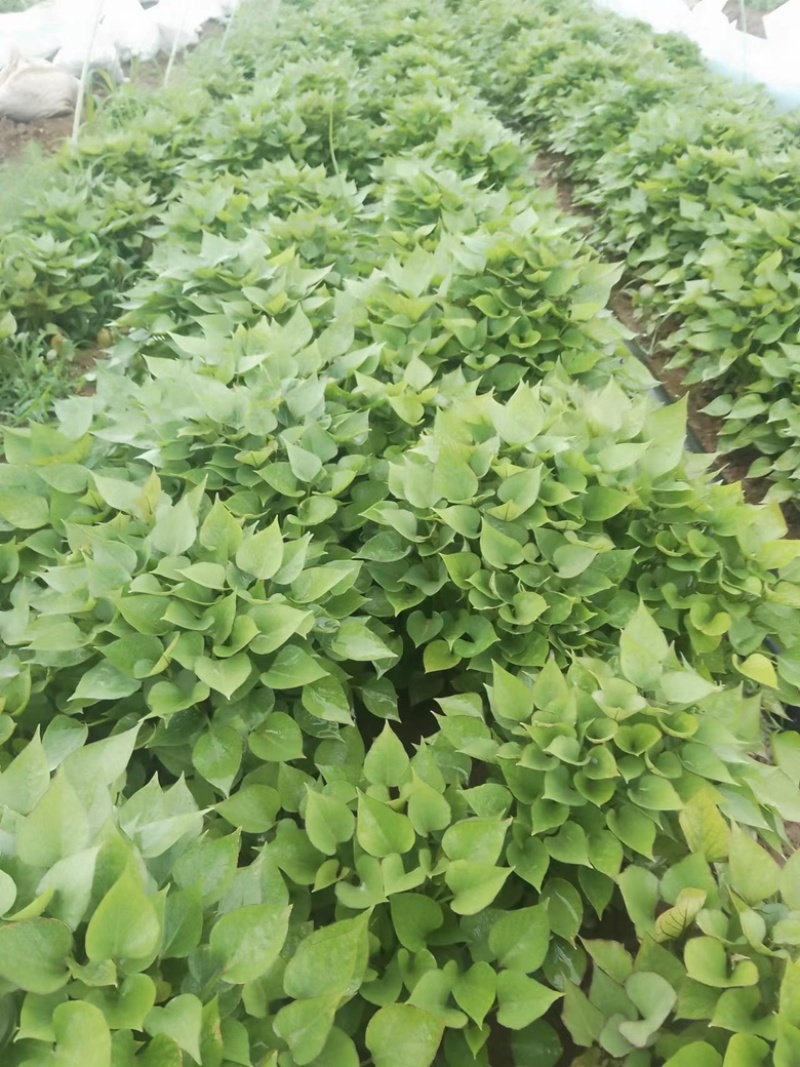 河南济薯26基地直供成活率高可提供技术指导欢迎咨询