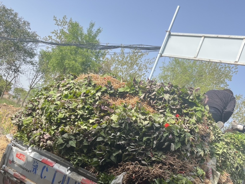 河南济薯26基地直供成活率高可提供技术指导欢迎咨询