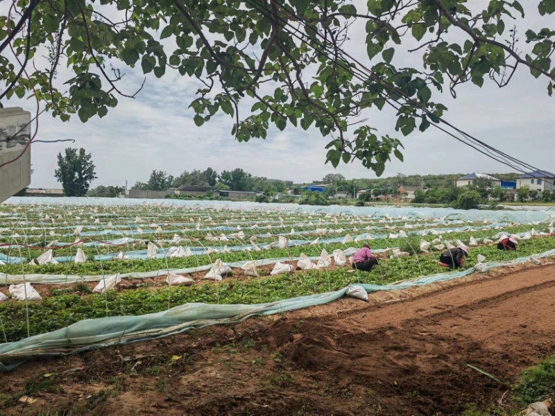 河南济薯26基地直供成活率高可提供技术指导欢迎咨询