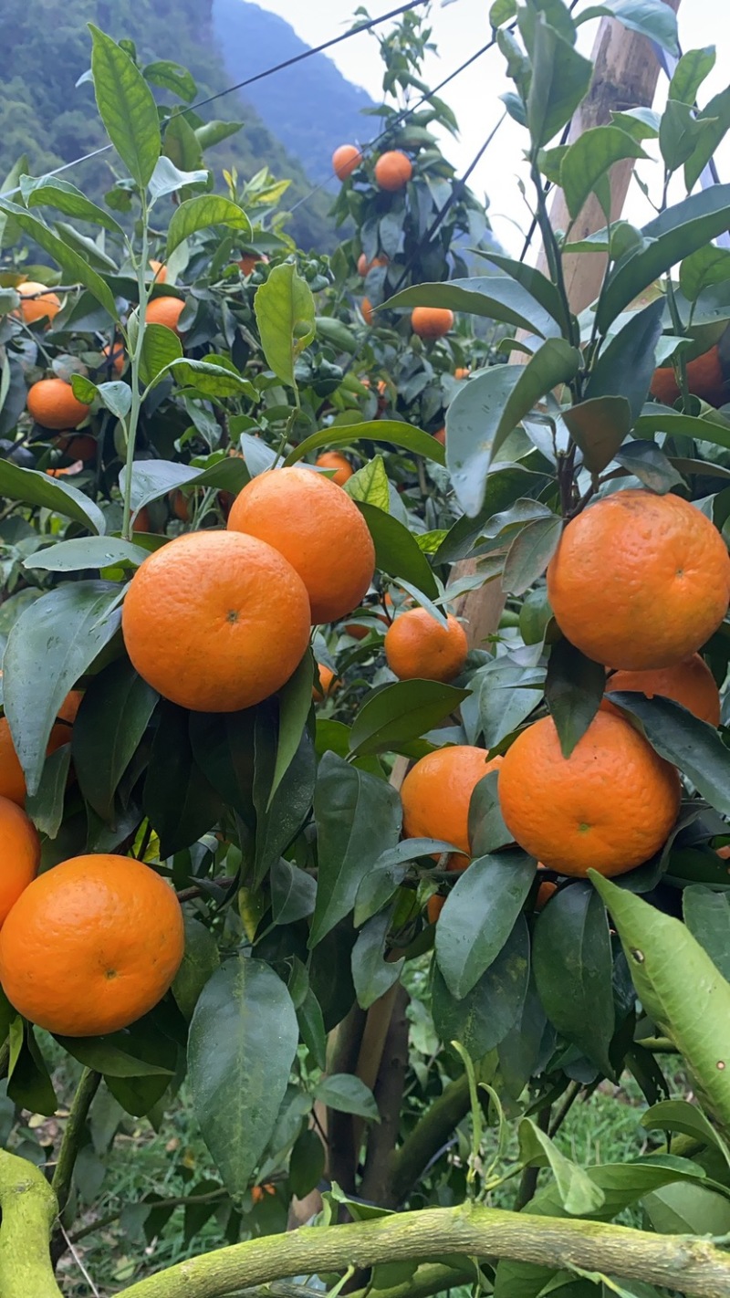 广西沃柑