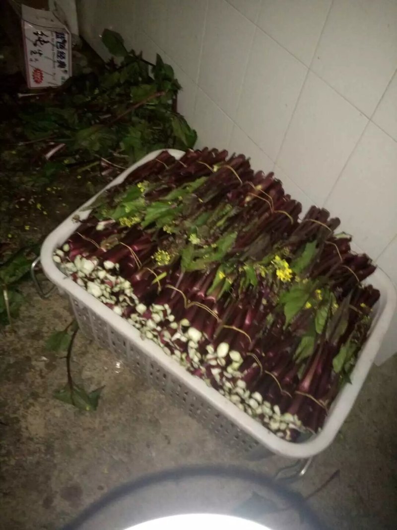红菜苔