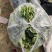 散菠菜~袋装菠菜~手提袋菠菜~山东淄博高青菠菜~精品菠菜
