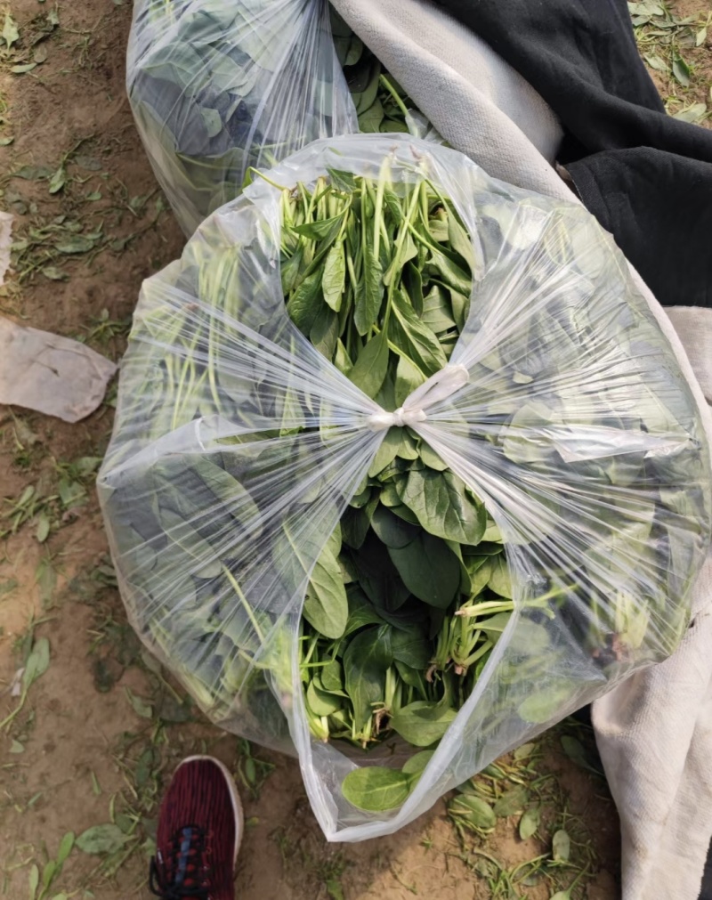 散菠菜~袋装菠菜~手提袋菠菜~山东淄博高青菠菜~精品菠菜