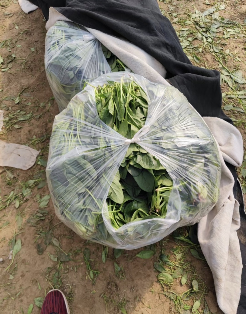 散菠菜~袋装菠菜~手提袋菠菜~山东淄博高青菠菜~精品菠菜