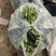 散菠菜~袋装菠菜~手提袋菠菜~山东淄博高青菠菜~精品菠菜