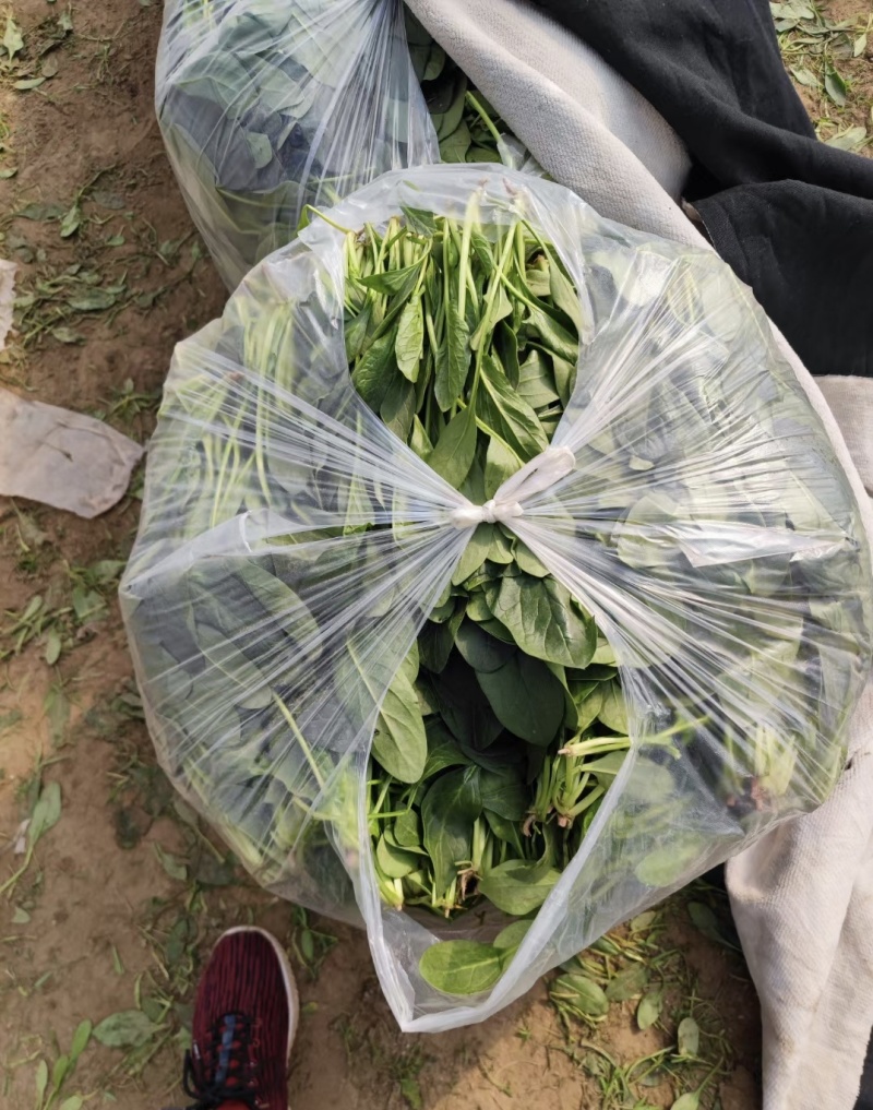 散菠菜~袋装菠菜~手提袋菠菜~山东淄博高青菠菜~精品菠菜