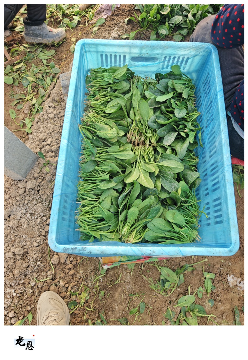 散菠菜~袋装菠菜~手提袋菠菜~山东淄博高青菠菜~精品菠菜