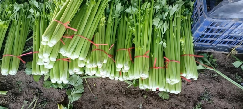 济宁金乡万亩西芹，芹菜大量上市！货发全国需要的客户联系我