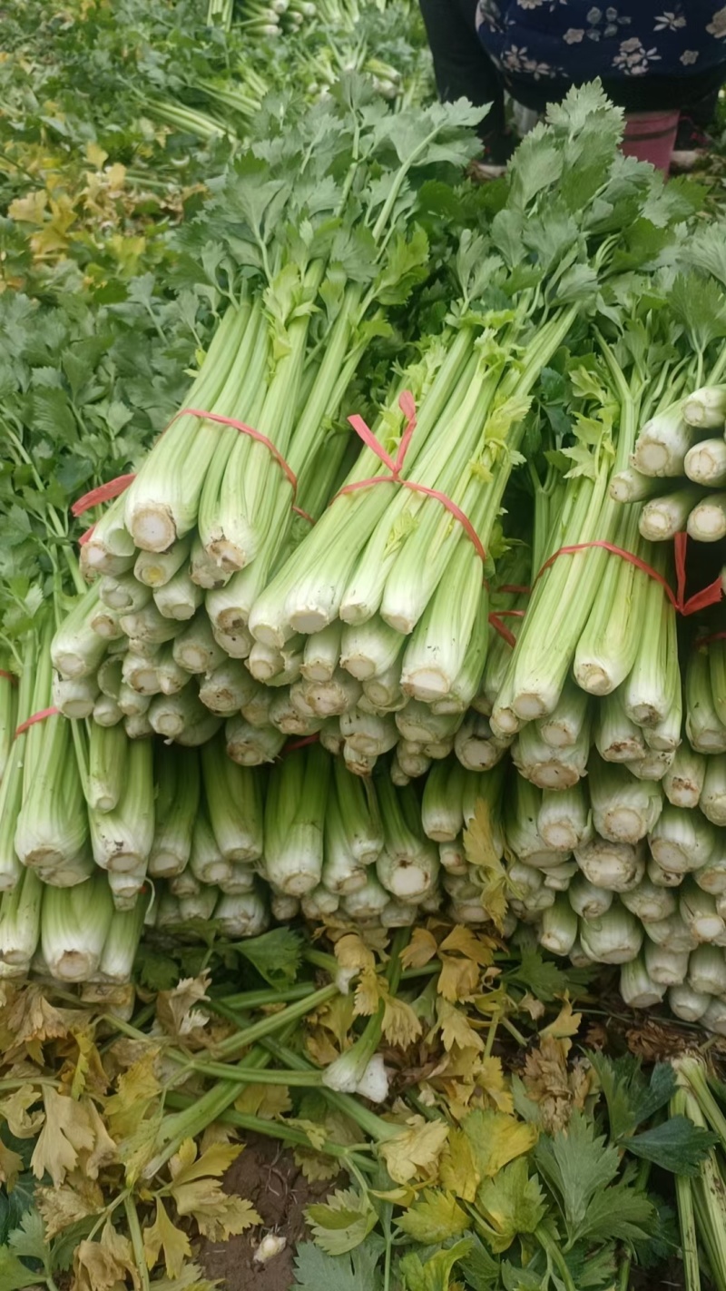 济宁金乡万亩西芹，芹菜大量上市！货发全国需要的客户联系我