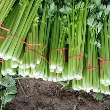 济宁金乡万亩西芹，芹菜大量上市！货发全国需要的客户联系我