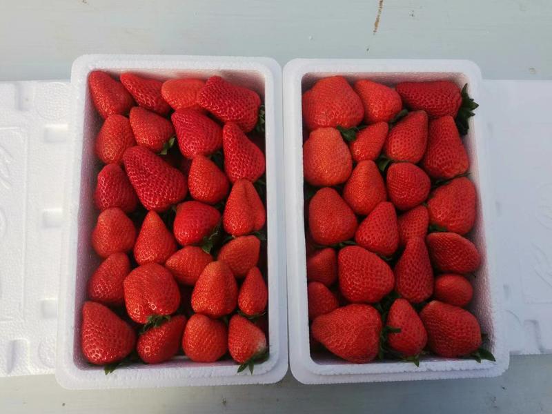 联盟草莓大量现货