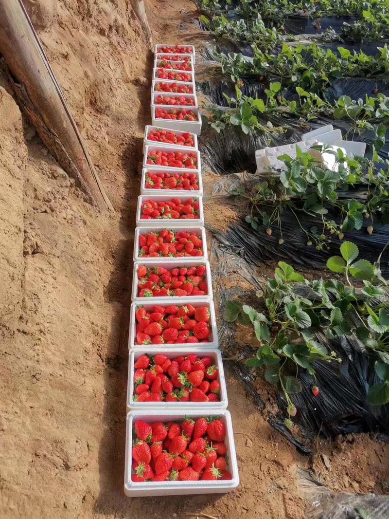 联盟草莓大量现货