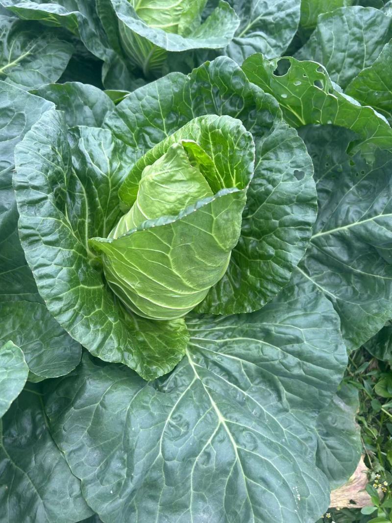 牛心甘蓝（新老品种，基地直销）