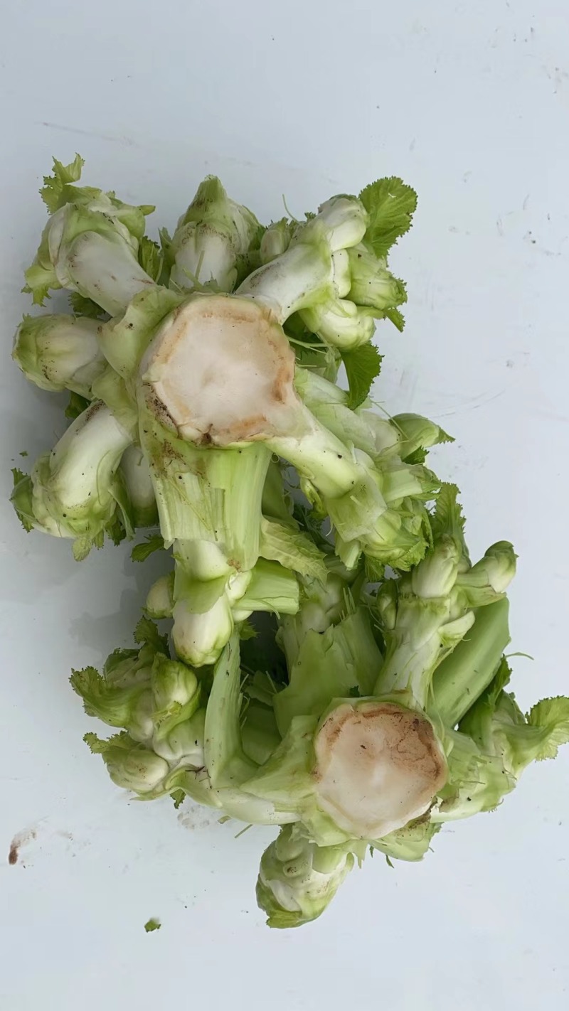 儿菜（大心子，基地直销）