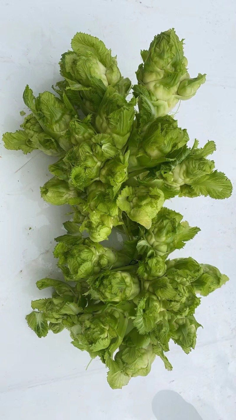 儿菜（大心子，基地直销）
