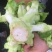 儿菜（大心子，基地直销）