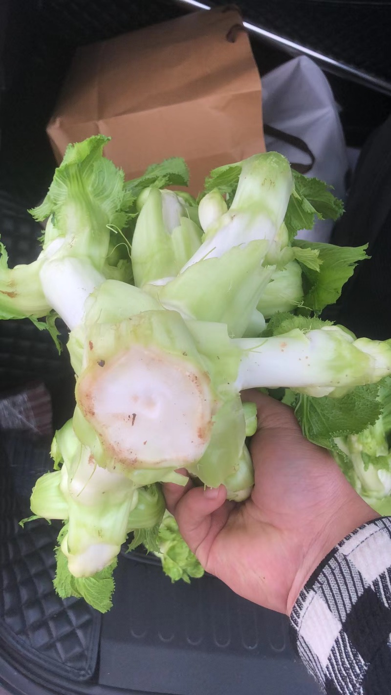 儿菜（大心子，基地直销）
