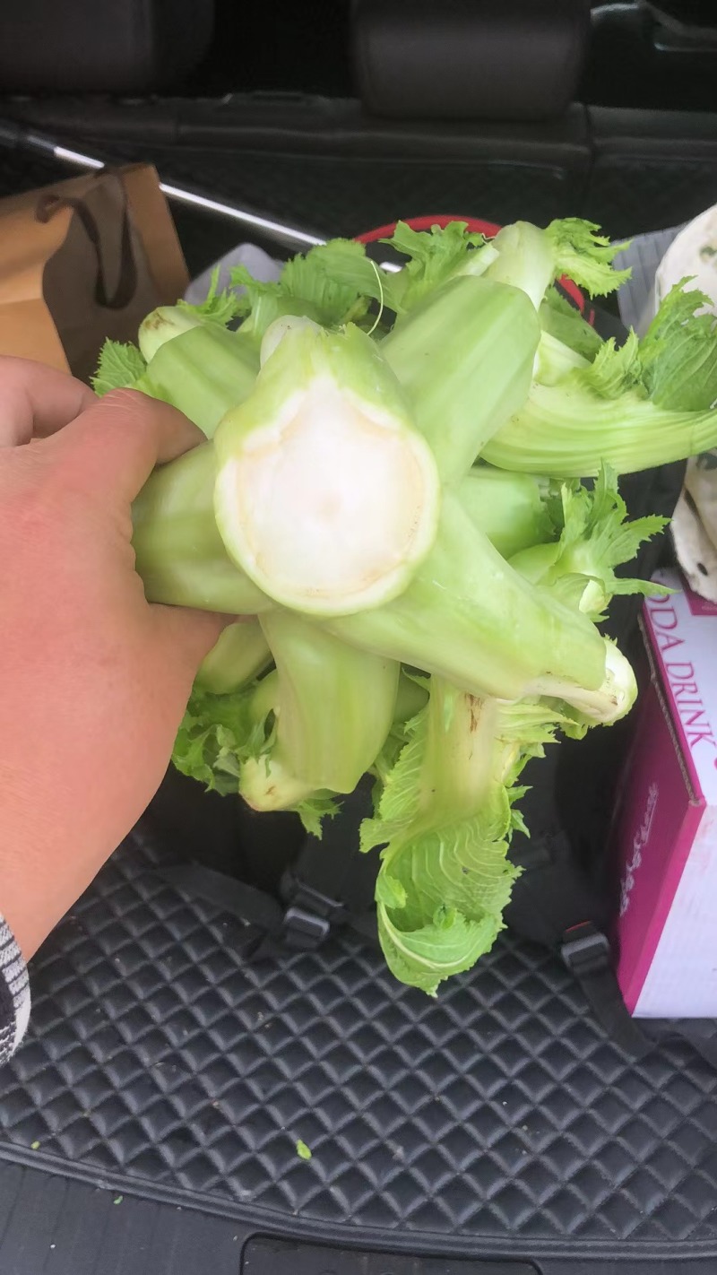 儿菜（大心子，基地直销）