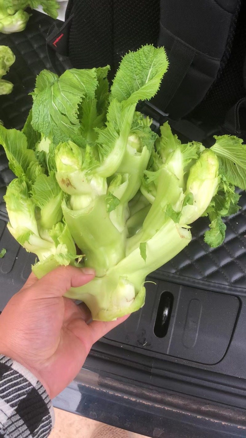 儿菜（大心子，基地直销）