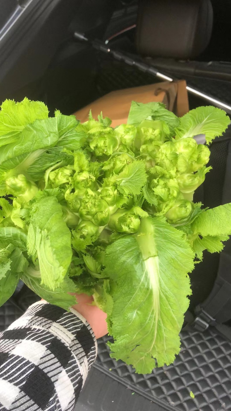 儿菜（大心子，基地直销）