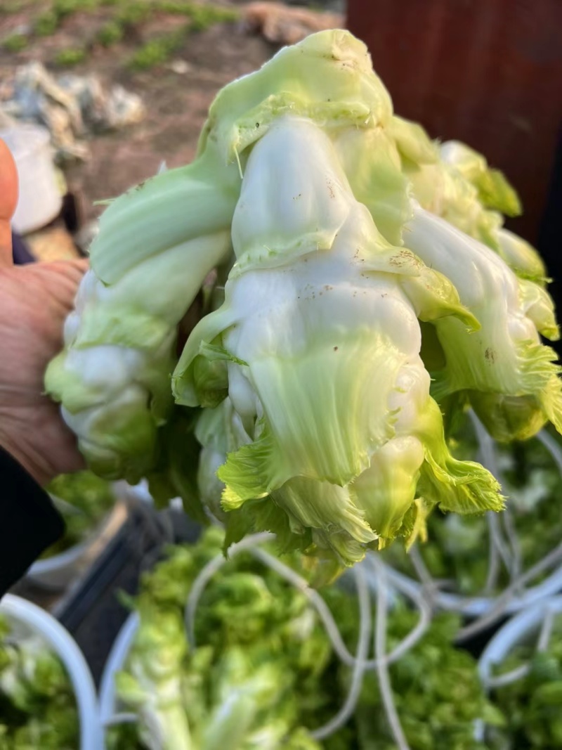 儿菜（大心子，基地直销）