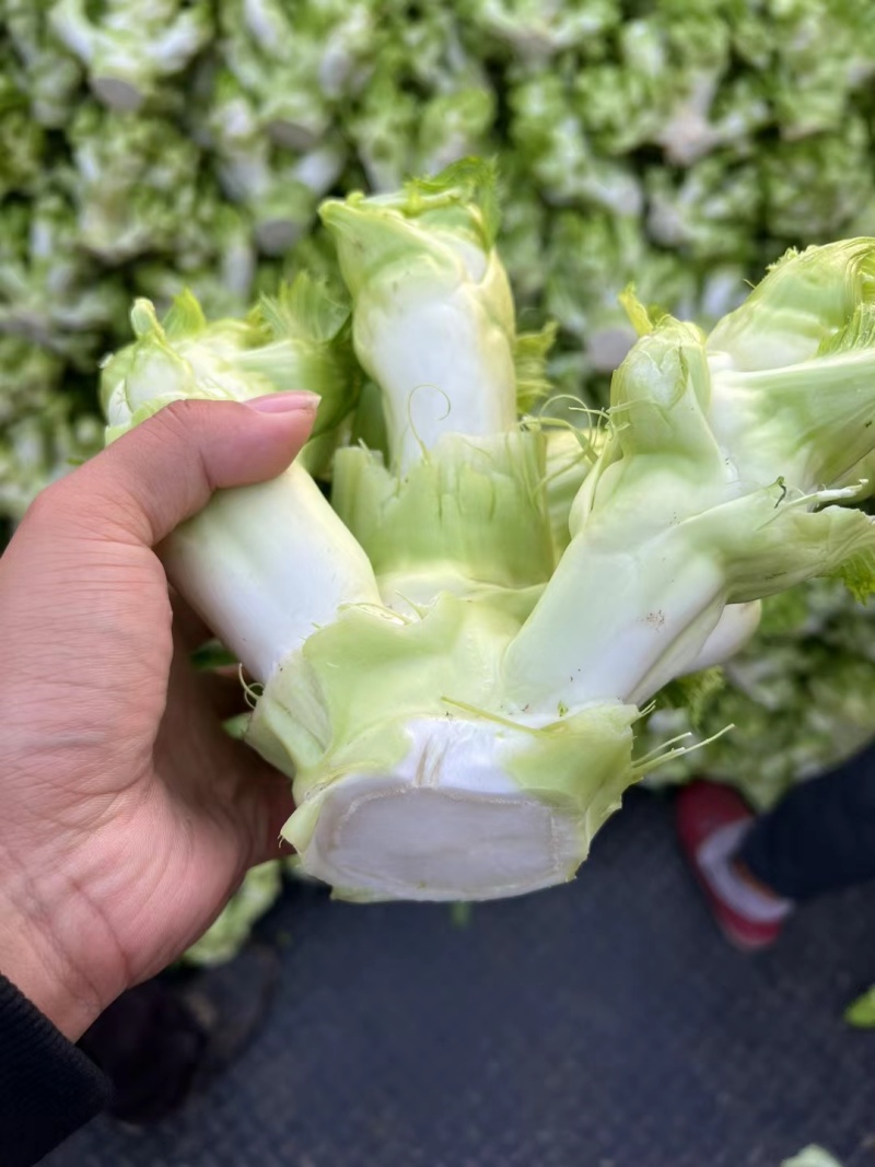 儿菜（大心子，基地直销）