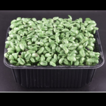 豆苗450g/盒价格1.8起批量50盒
