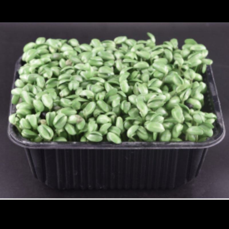 豆苗450g/盒价格1.8起批量50盒