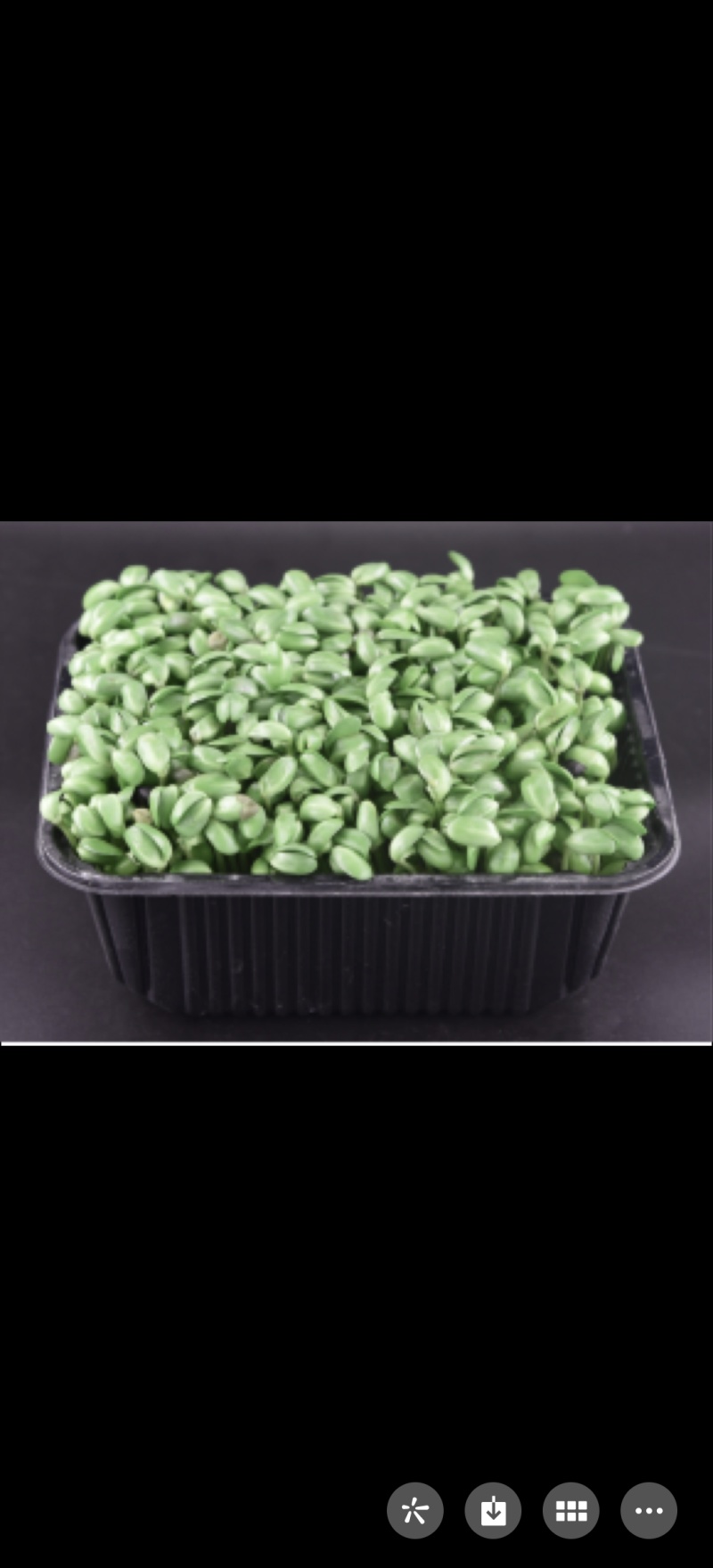 豆苗450g/盒价格1.8起批量50盒