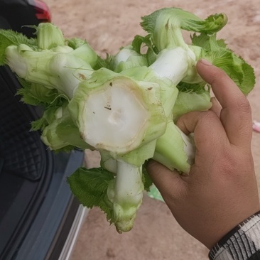儿菜（大小心基地直销）