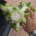 儿菜（大小心基地直销）