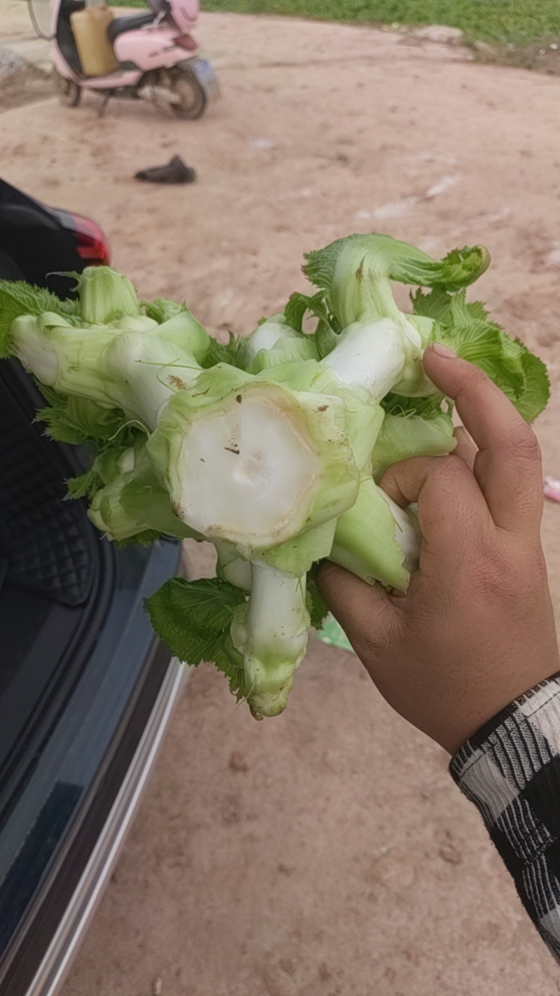 儿菜（大小心基地直销）
