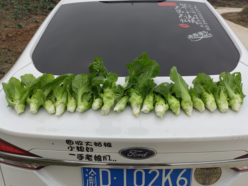 儿菜（大小心基地直销）