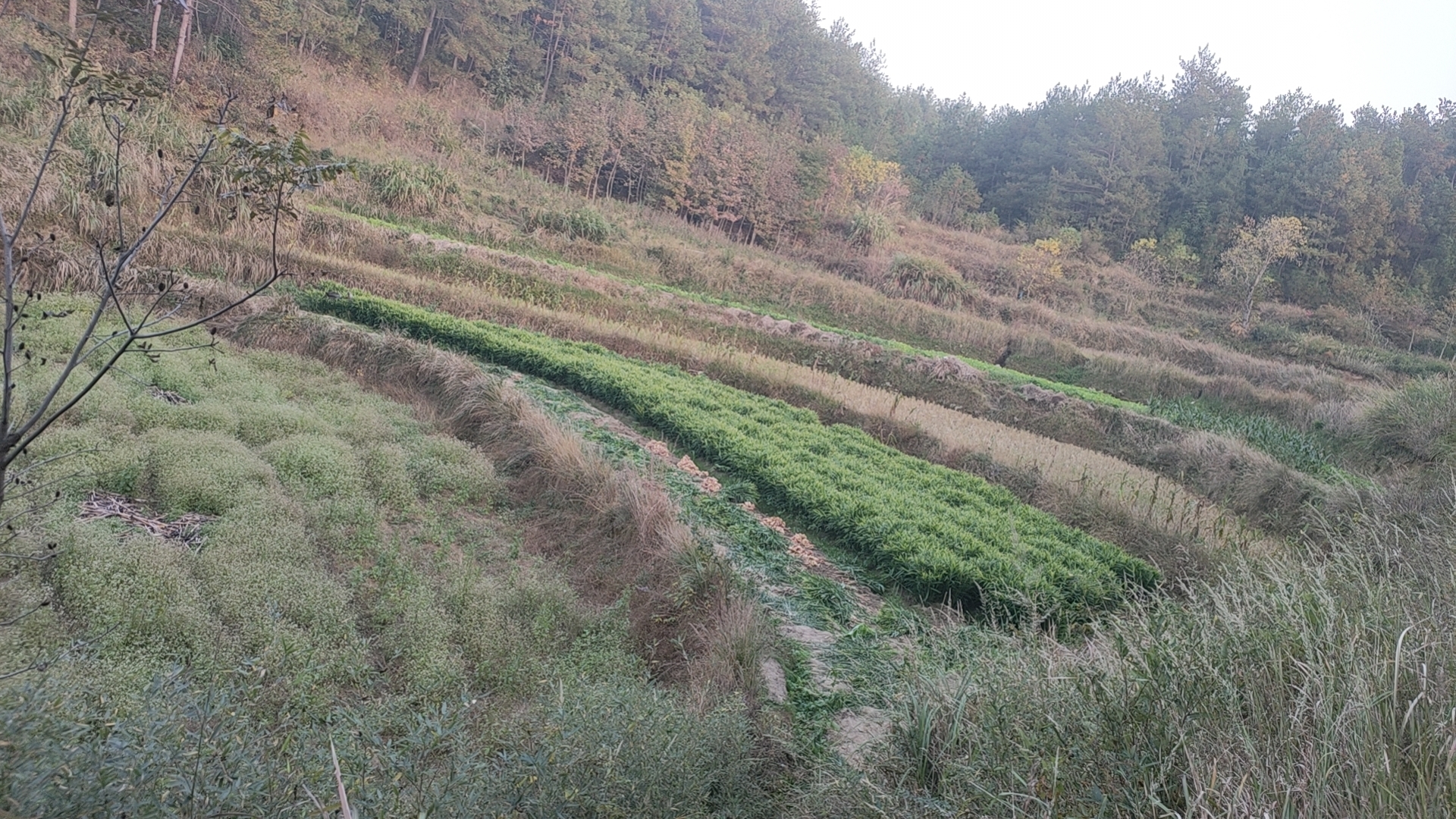 云南高山小黄姜生态种植实景图:无人机视角呈现海拔1800米以上云贵高原梯田种植区,生姜叶片浓绿挺拔,土壤疏松呈暗红色,多名农户弯腰采挖,手中新出土姜块覆湿润红壤,展现‘鲜采鲜供’的源头品质控制体系 云南高山生态种植基地航拍:连片梯田中绿意盎然的生姜植株,近景可见农户正手工采挖带泥小黄姜,背景云雾缭绕,体现原生态种植环境