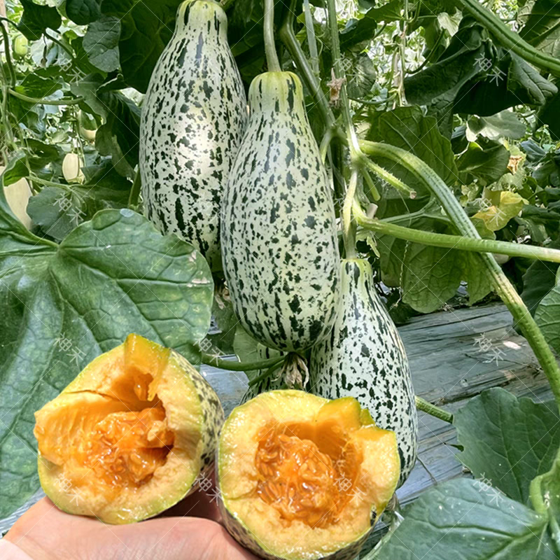 花魁薄皮甜瓜种子酥脆香甜基地菜园水果种子牛角形甜瓜种子