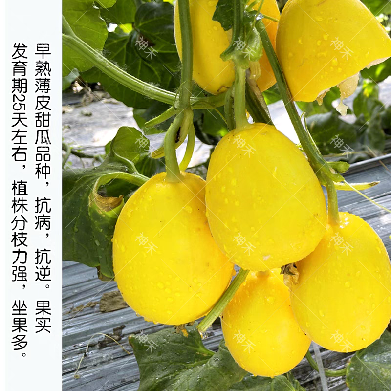 金蜜脆甜瓜种子金黄皮薄皮甜瓜种子果香四溢糖度高不易裂瓜