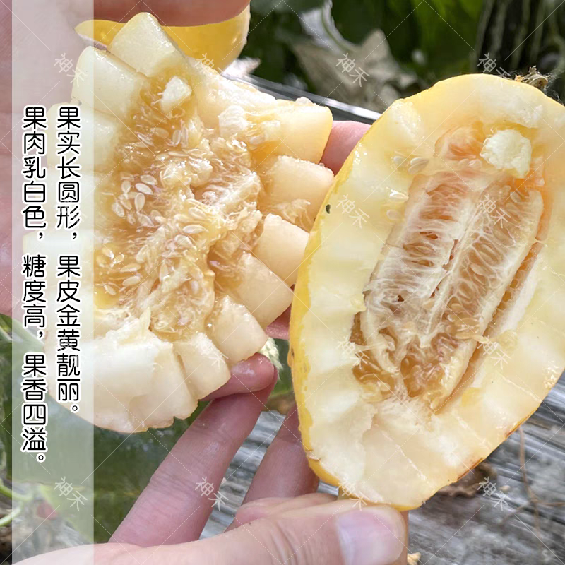 金蜜脆甜瓜种子金黄皮薄皮甜瓜种子果香四溢糖度高不易裂瓜