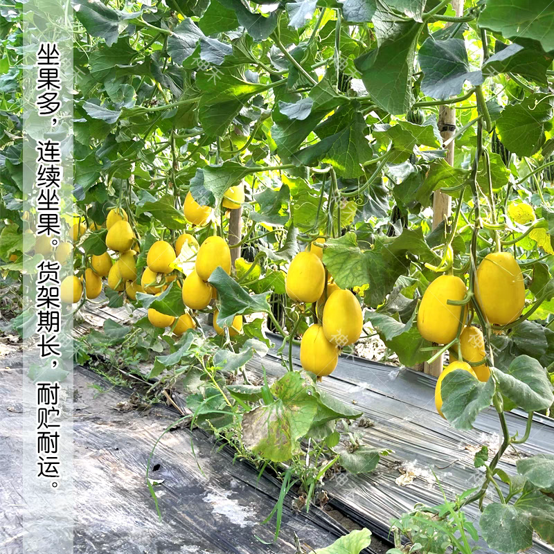 金蜜脆甜瓜种子金黄皮薄皮甜瓜种子果香四溢糖度高不易裂瓜